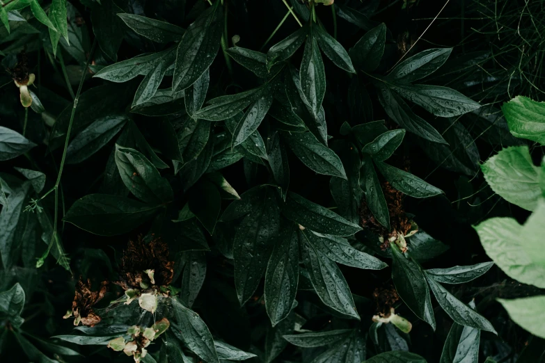 some leaves are covering the ground next to green plants