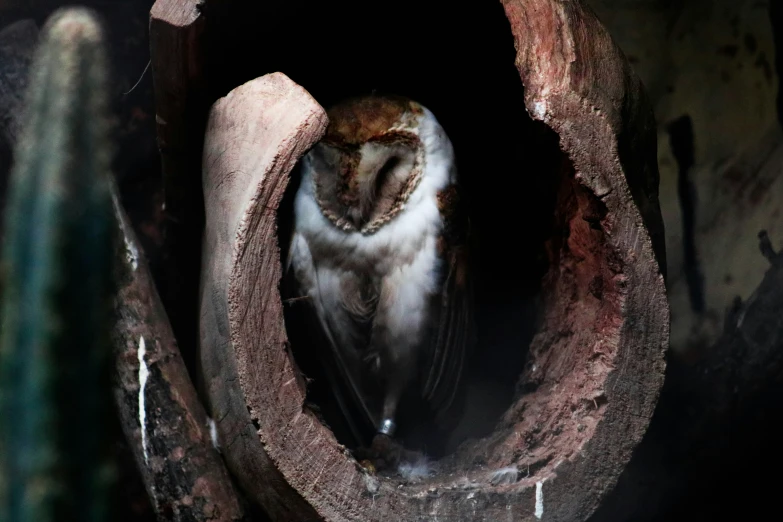 a small bird standing inside of a hollow