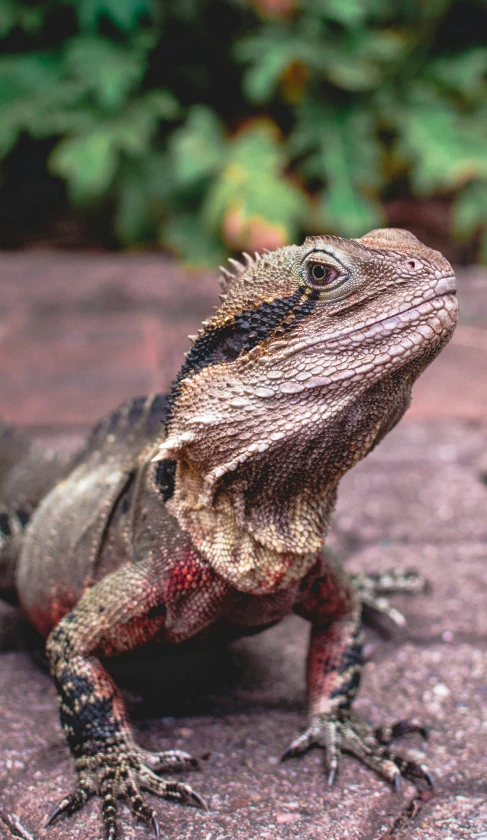 a lizard that is standing on top of some rocks