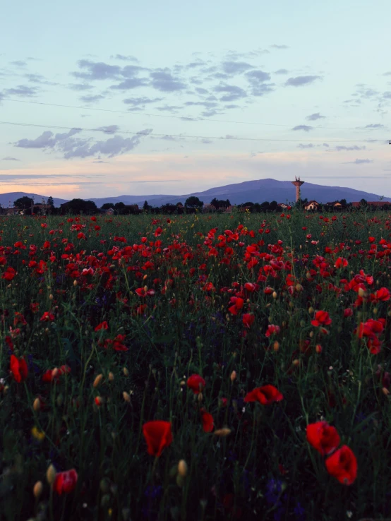 a large field with many different colored flowers