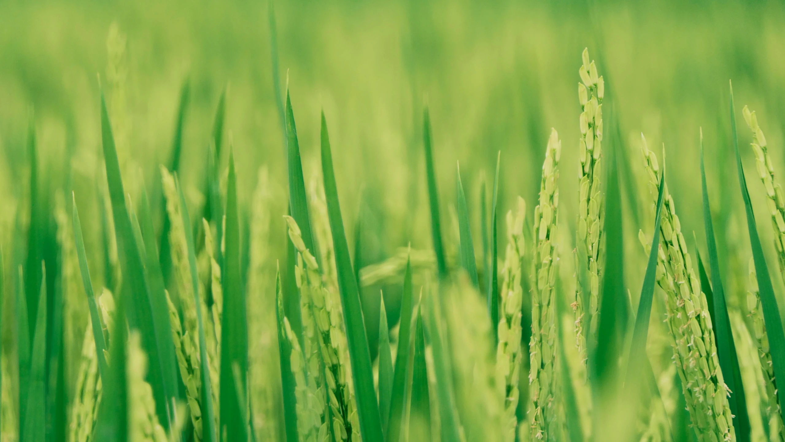 the blades of green grass are still visible in the sunlight