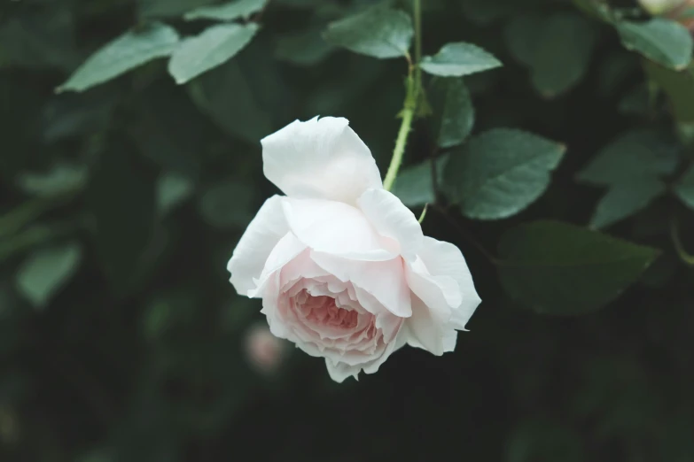 a pink rose budding with the sun shining through