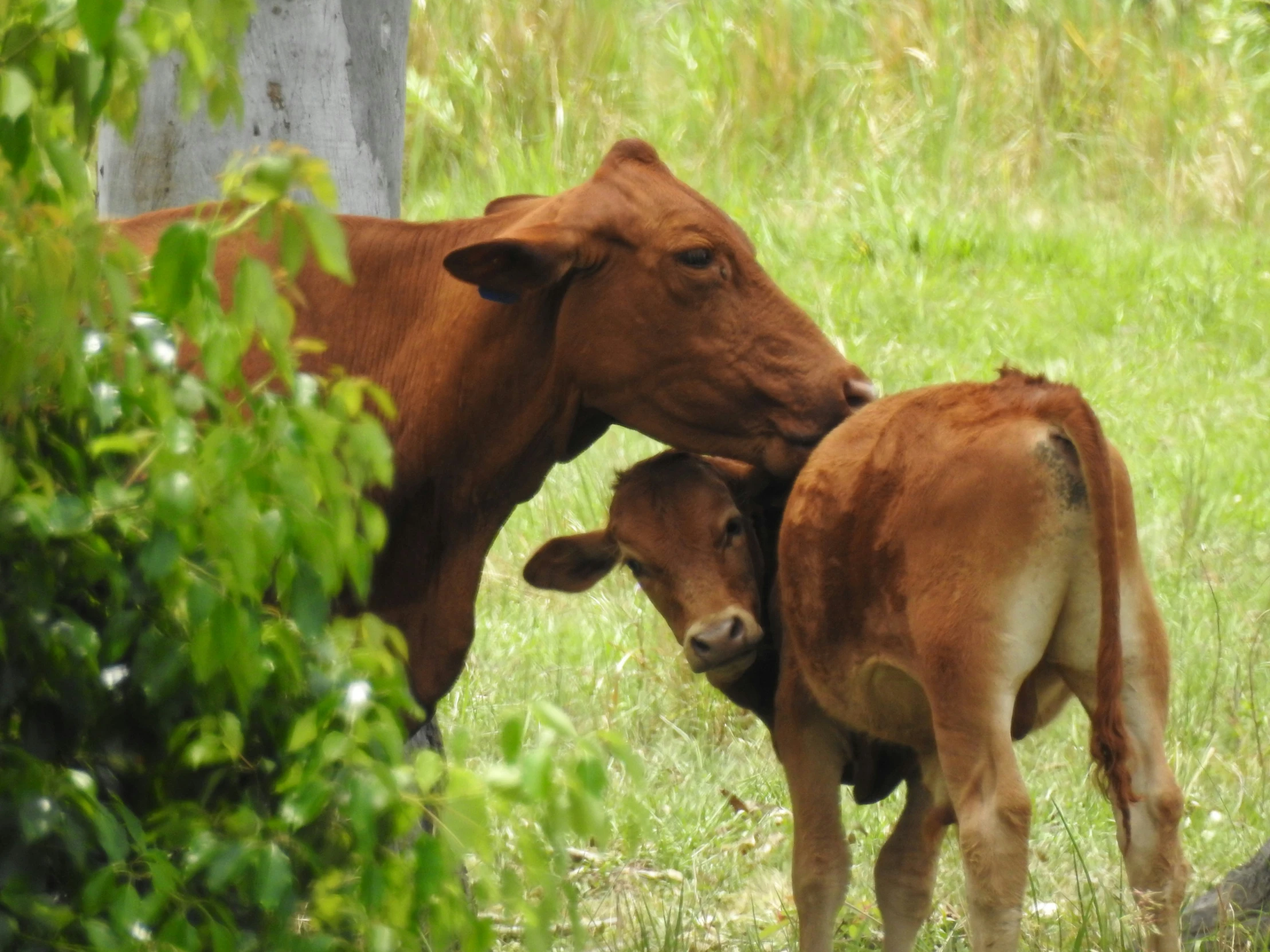 two cows are rubbing heads together in the field