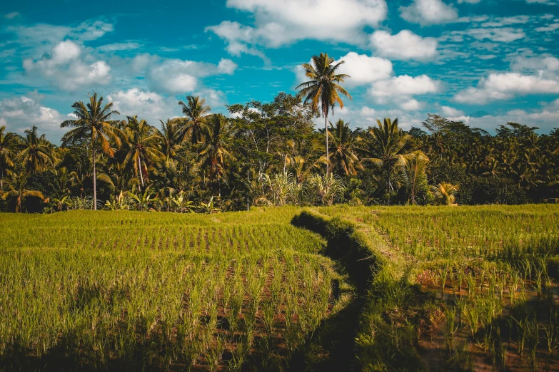 an empty field in front of palm trees under a cloudy blue sky