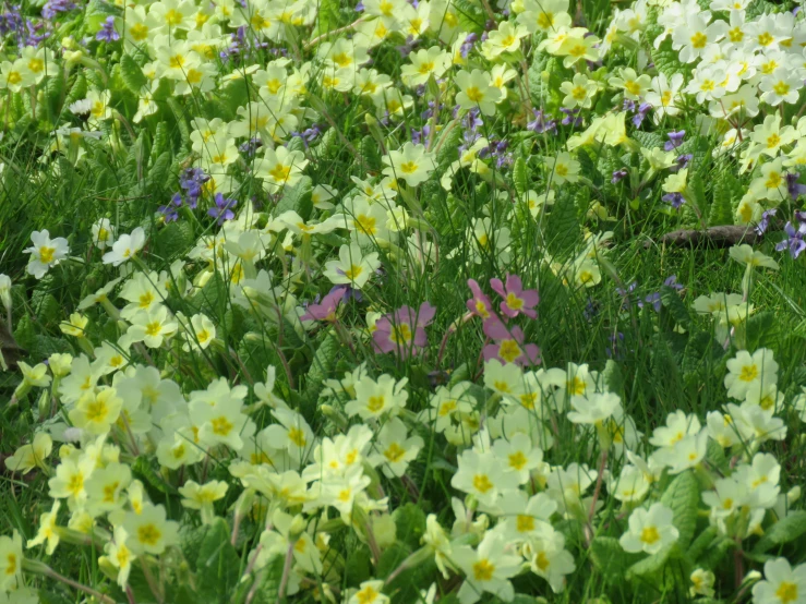 a field with many flowers growing on the side of it