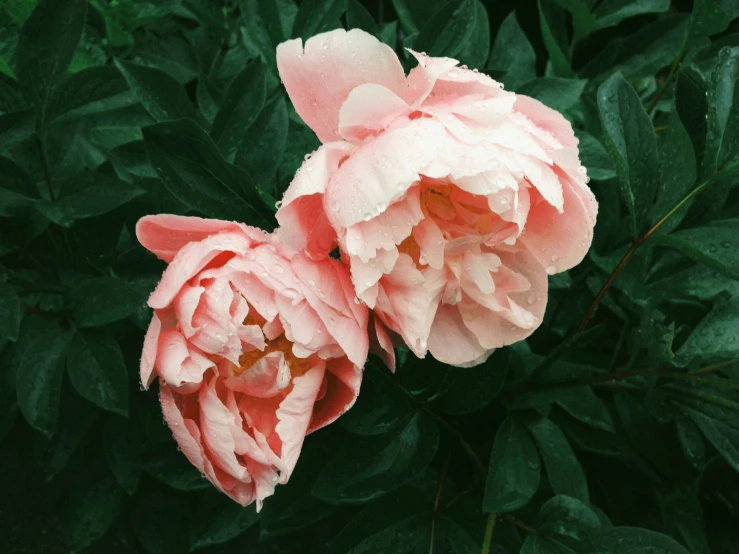 two pink flowers are blooming together outside