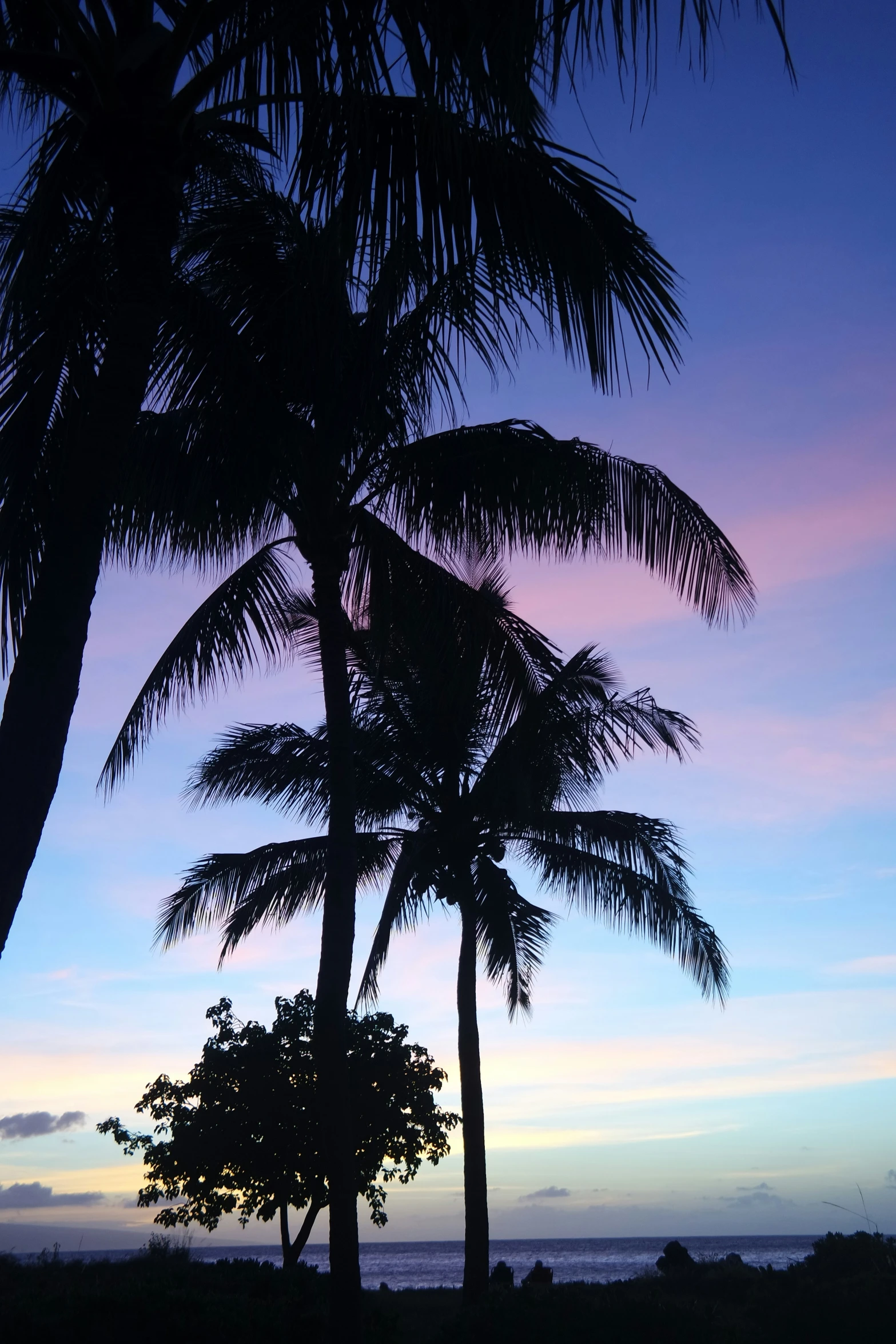 two tall palm trees sitting under a purple and blue sky