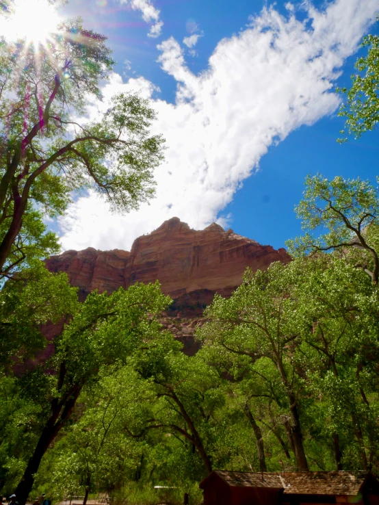 trees and bushes in a park near a mountain