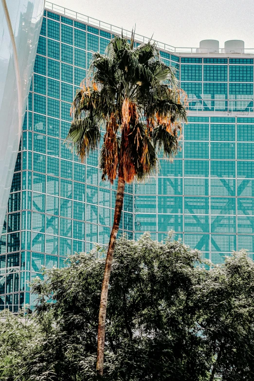 palm tree near a fence with a building in the background