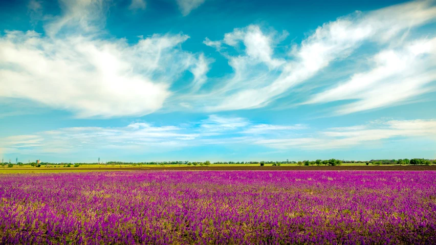 a large open field with some purple flowers