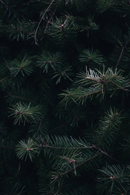 pine nches with little leaves on it