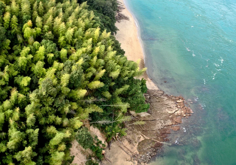 a beach and ocean next to a forest filled shore