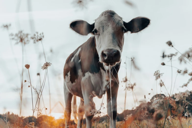 a cow standing in tall grass staring at the camera