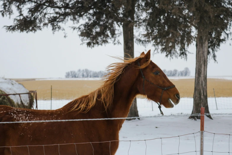 a brown horse standing next to a tree