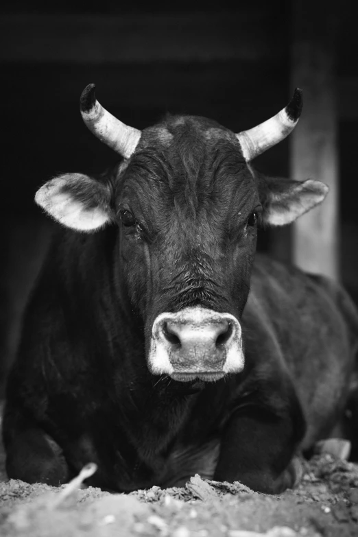 a cow laying down on the floor next to a building