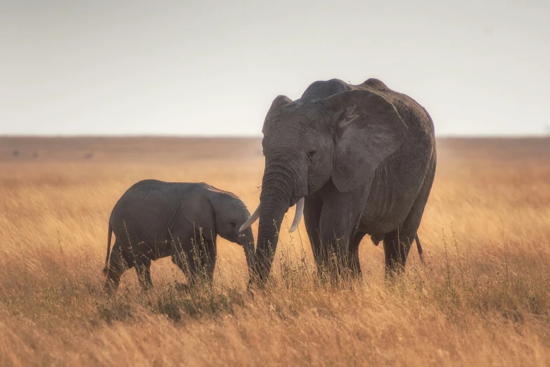 a large elephant standing next to a smaller elephant