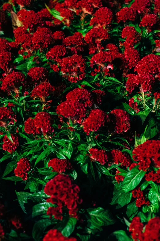 some red flowers on a bright green plant