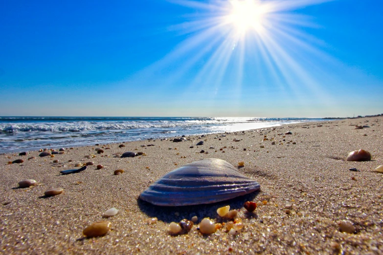 a shell and sea shells are on a sandy beach with the sun shining through