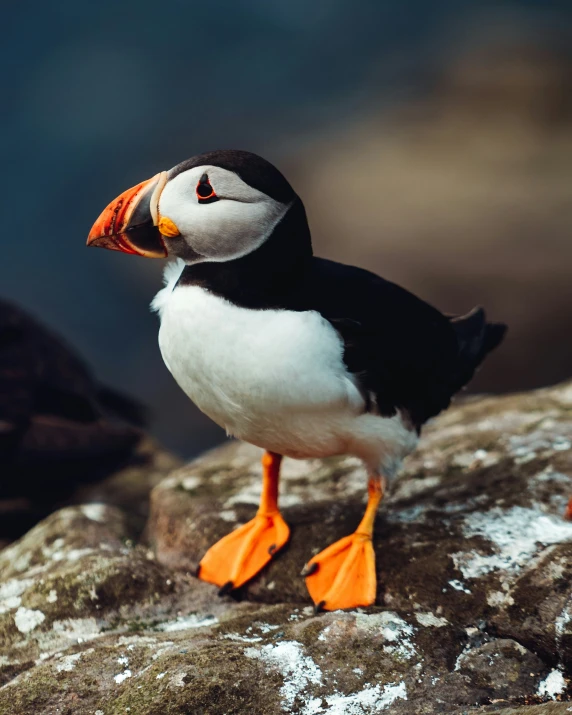 a small bird standing on a rock