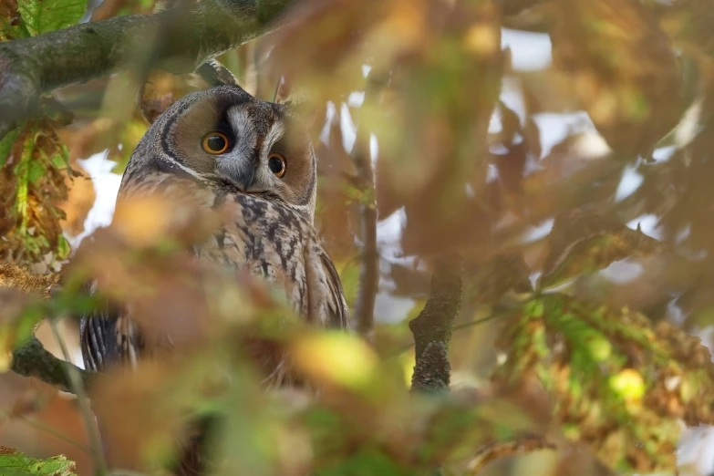 an owl in a tree looks at the camera