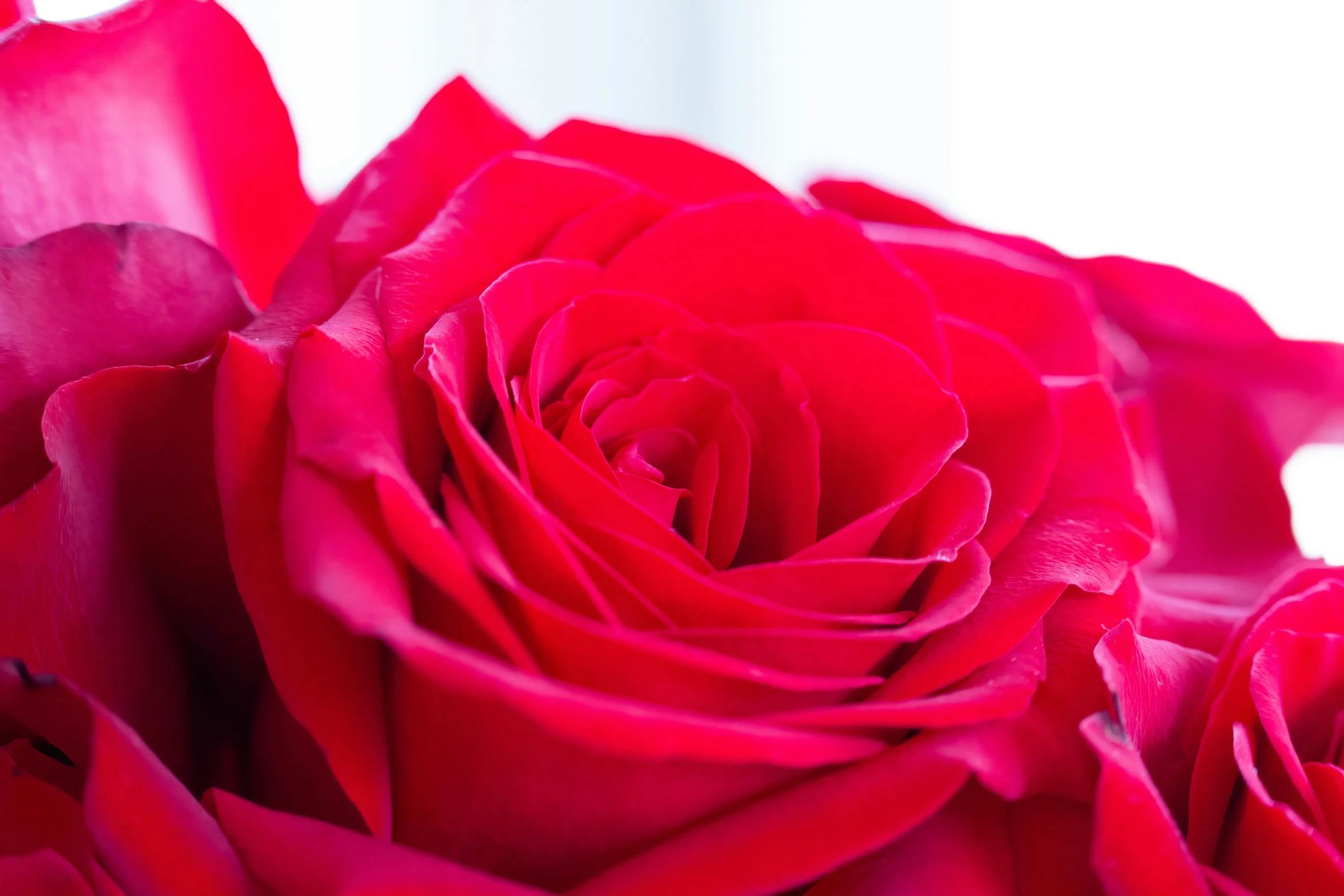 a close up image of red rose buds