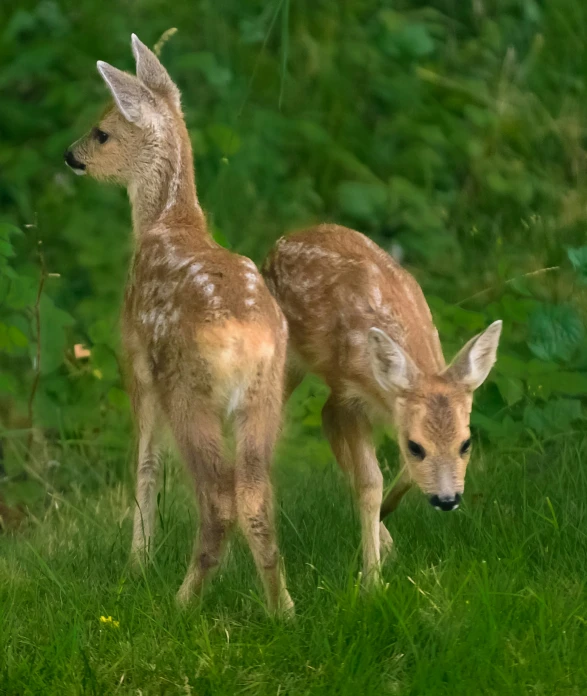the young deers are looking at the pographer