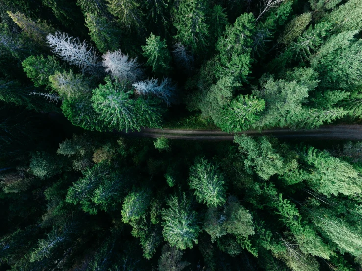 looking down at an evergreen forest, surrounded by pine trees