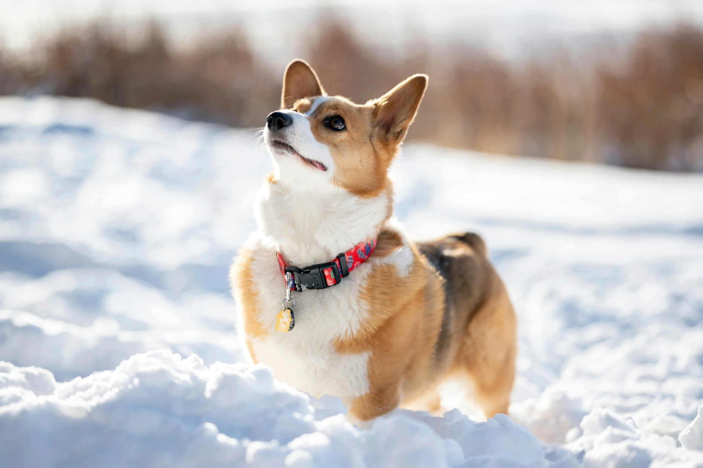 a dog is looking up while standing in the snow