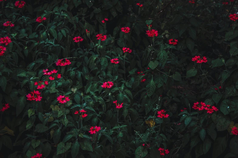 the po shows red flowers on the wall