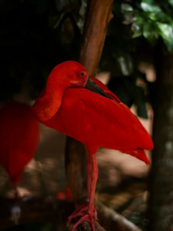 a long legged red bird standing in a tree
