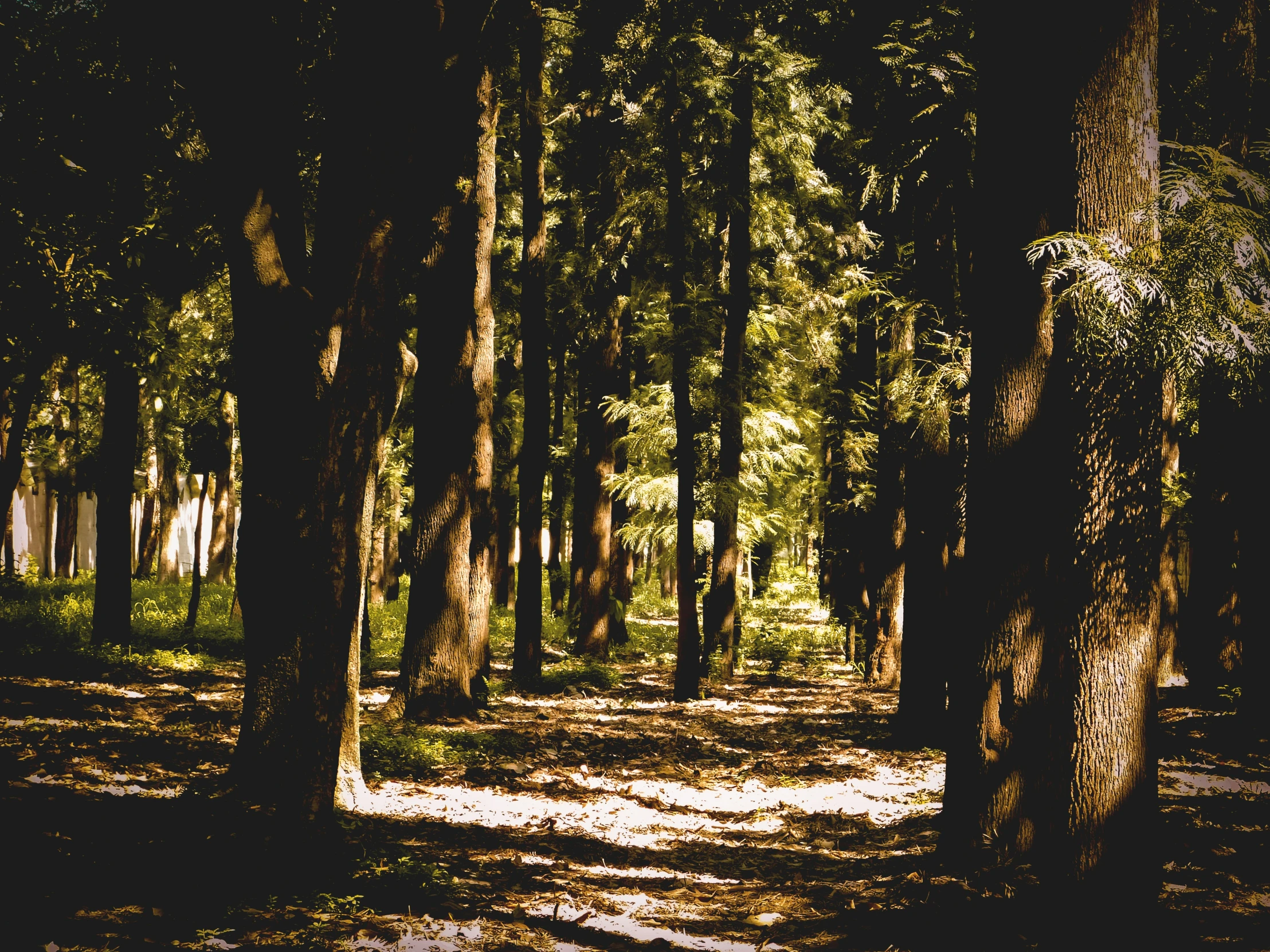 a walk in the woods is lit up by sun