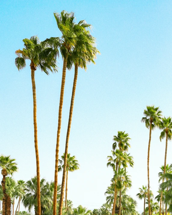 palm trees in a row stand together against a blue sky