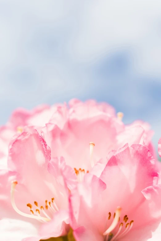 pink flowers with blue sky in the background