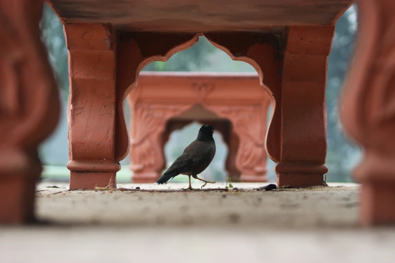 a close up of a bird on the ground under a wooden chair