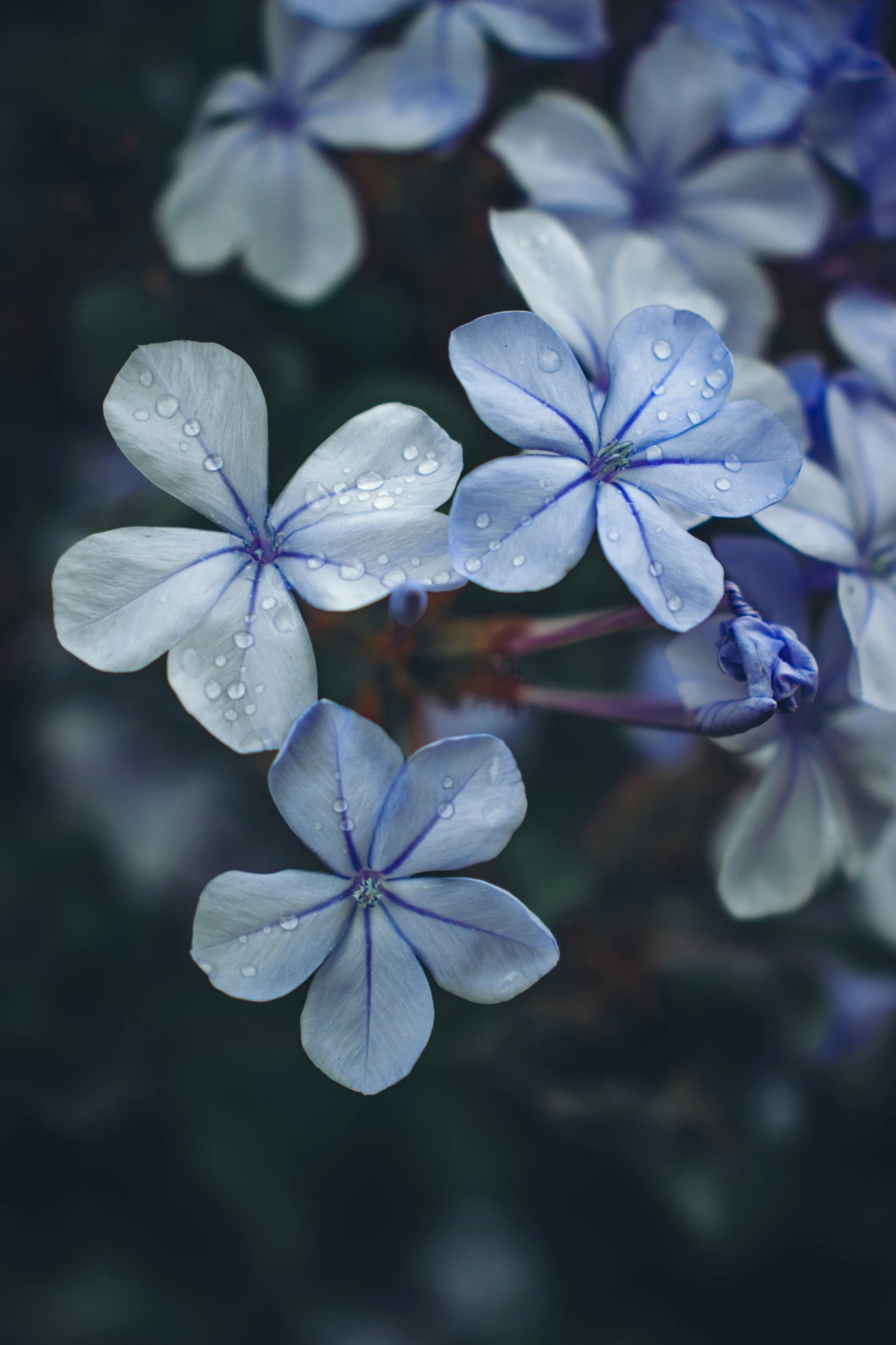 there are several blue flowers with water drops