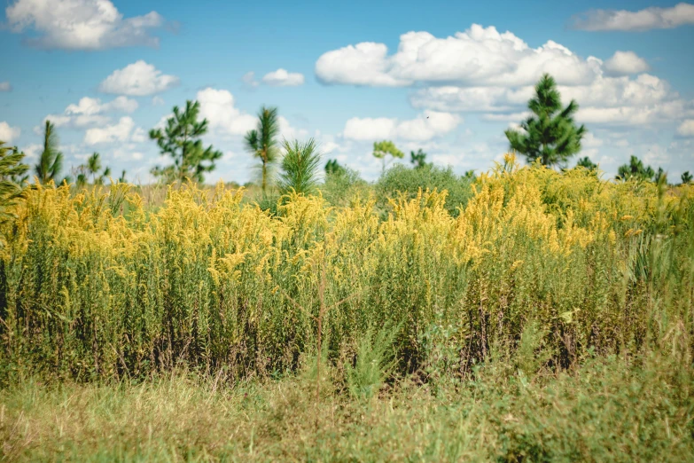 a large group of bushes next to a forest