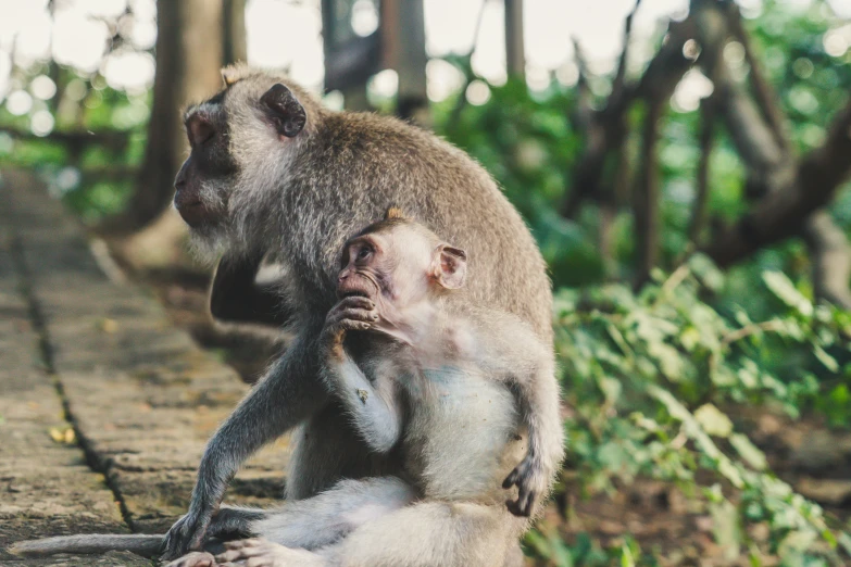 a monkey is holding the tail of a monkey