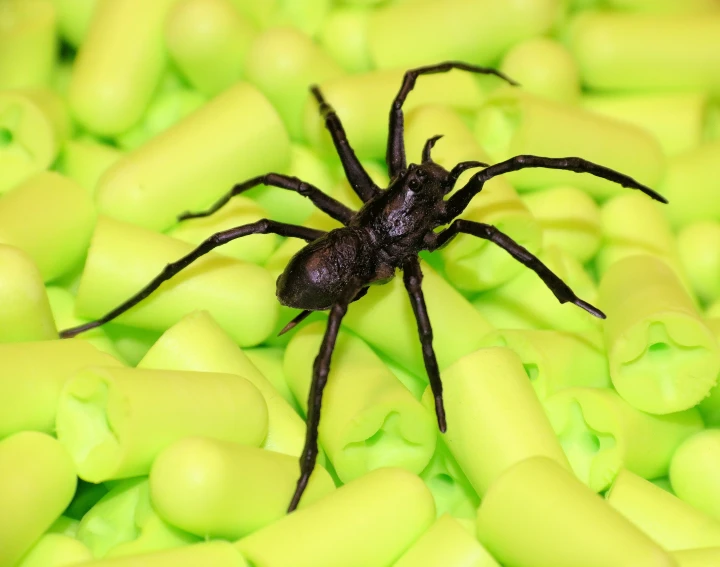 a spider in a tub of yellow plastic
