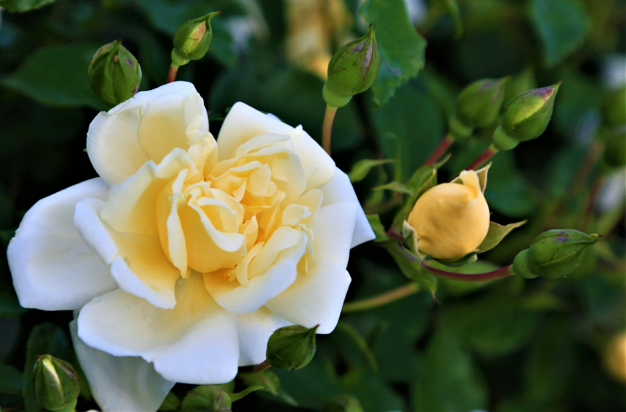 a white rose with a yellow center sits on a tree