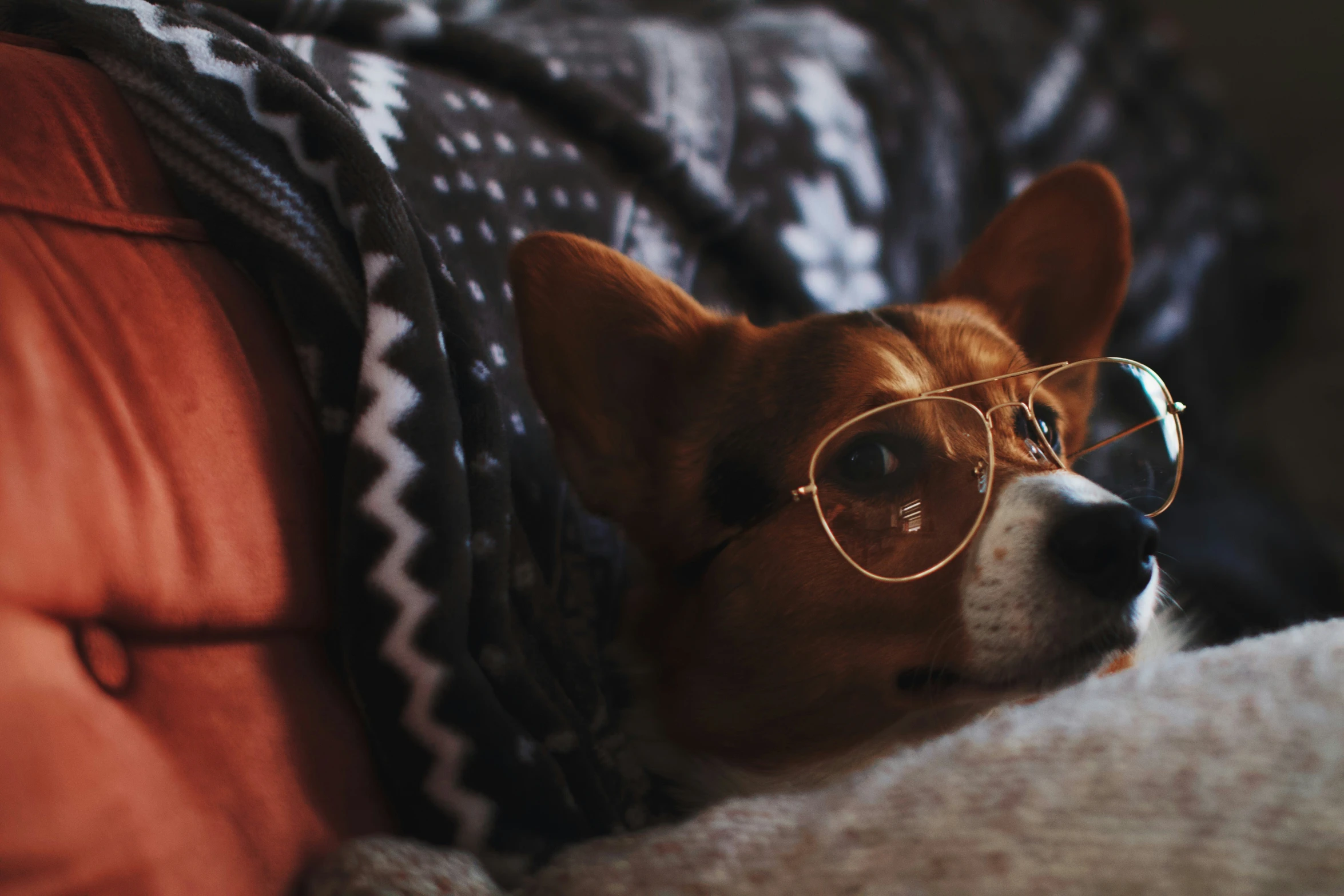 the small dog is wearing some glasses while laying down