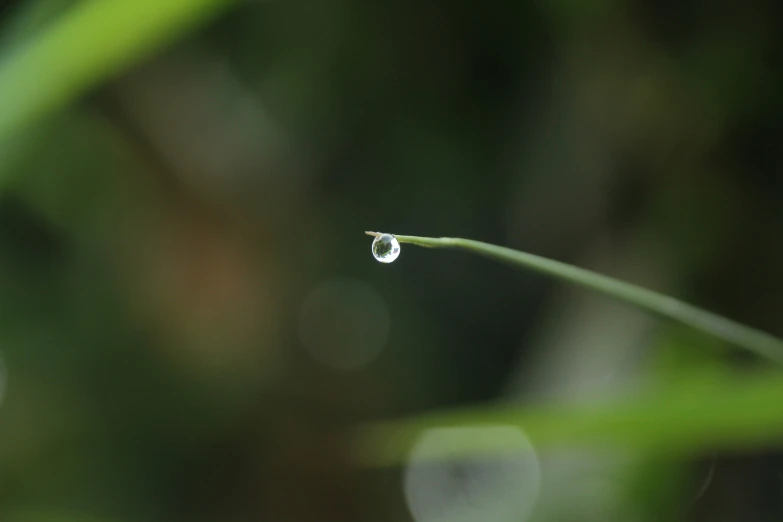water drops sitting on top of the green leaf