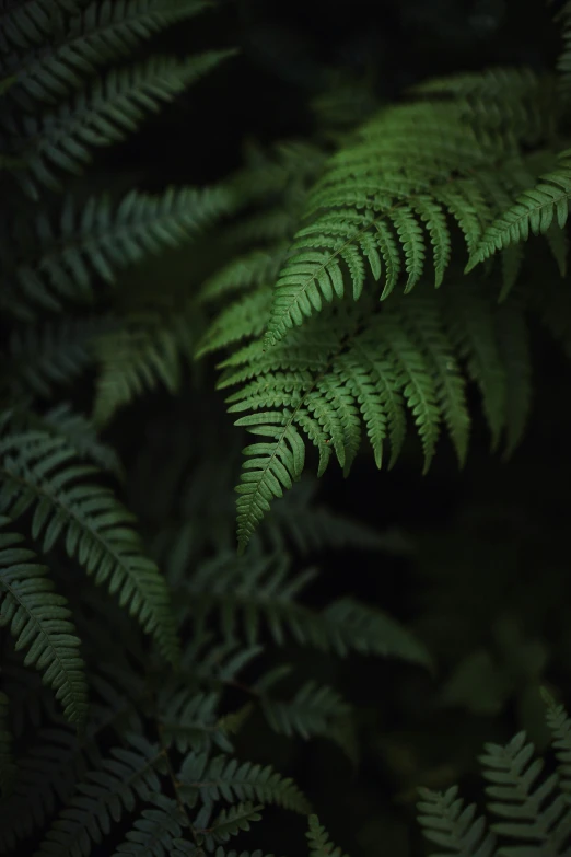 a green plant with lots of leaves in it