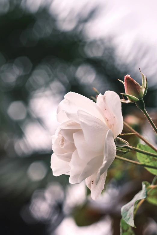 white roses on top of a green nch