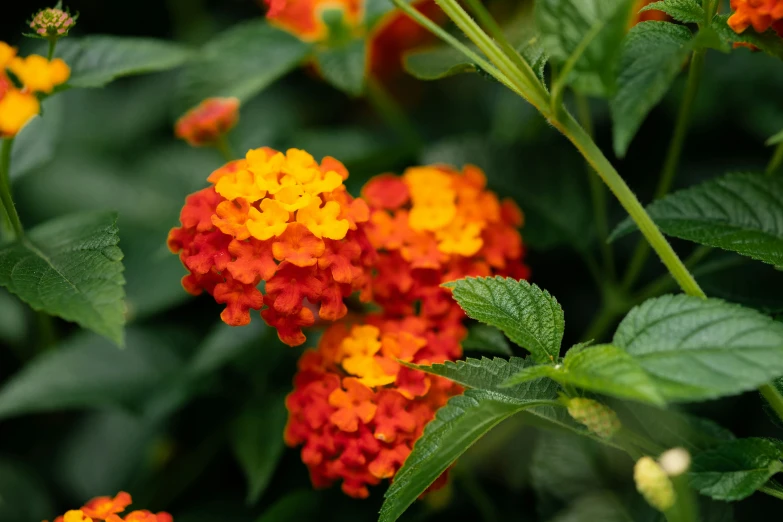 many colorful flowers in the middle of a field