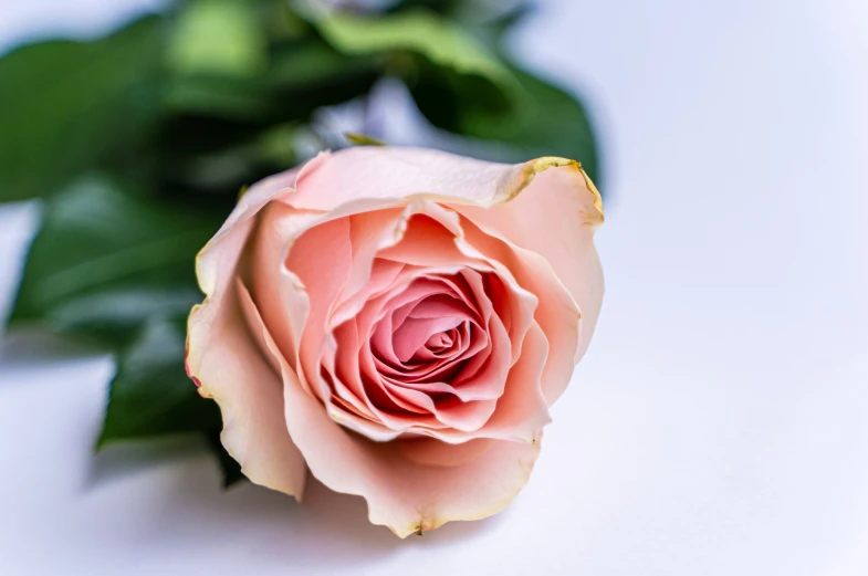 the single pink rose is next to green leaves