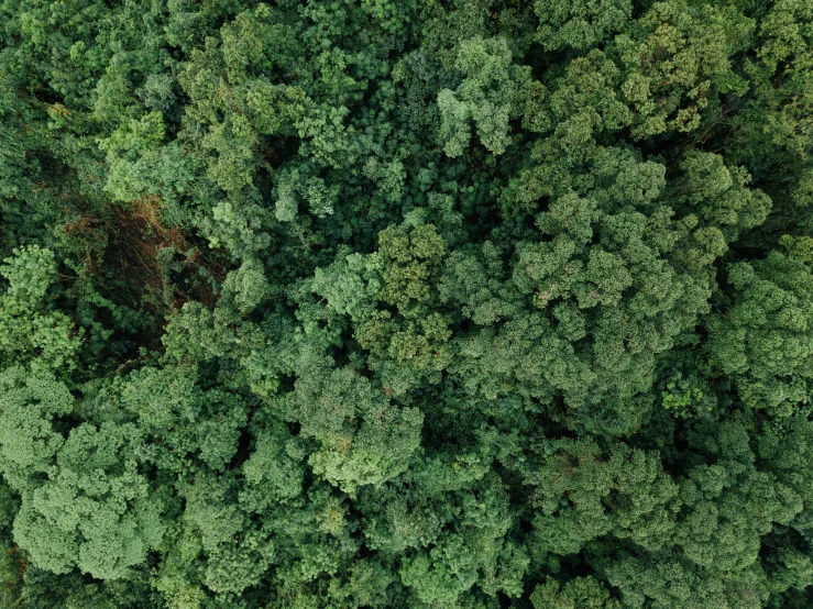 looking down at a thick forest and the trees have green leaves