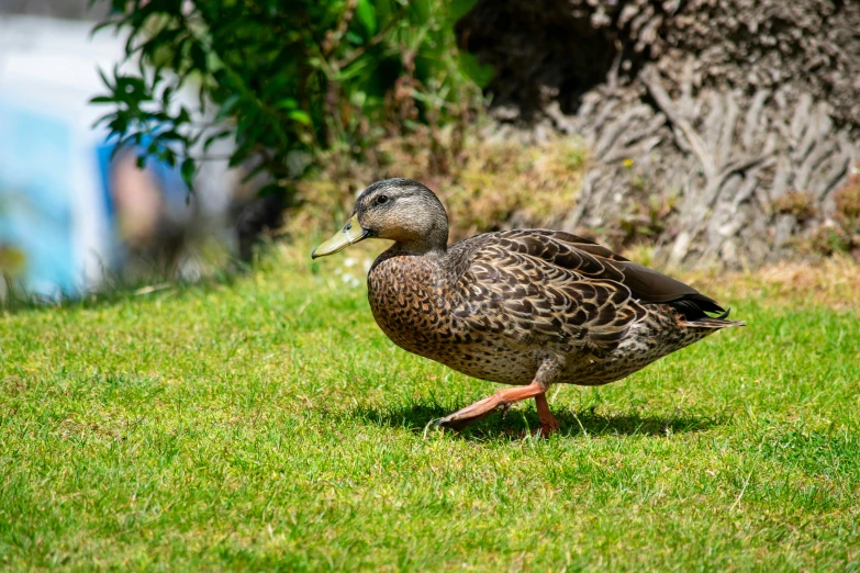 there is a duck that is walking through the grass