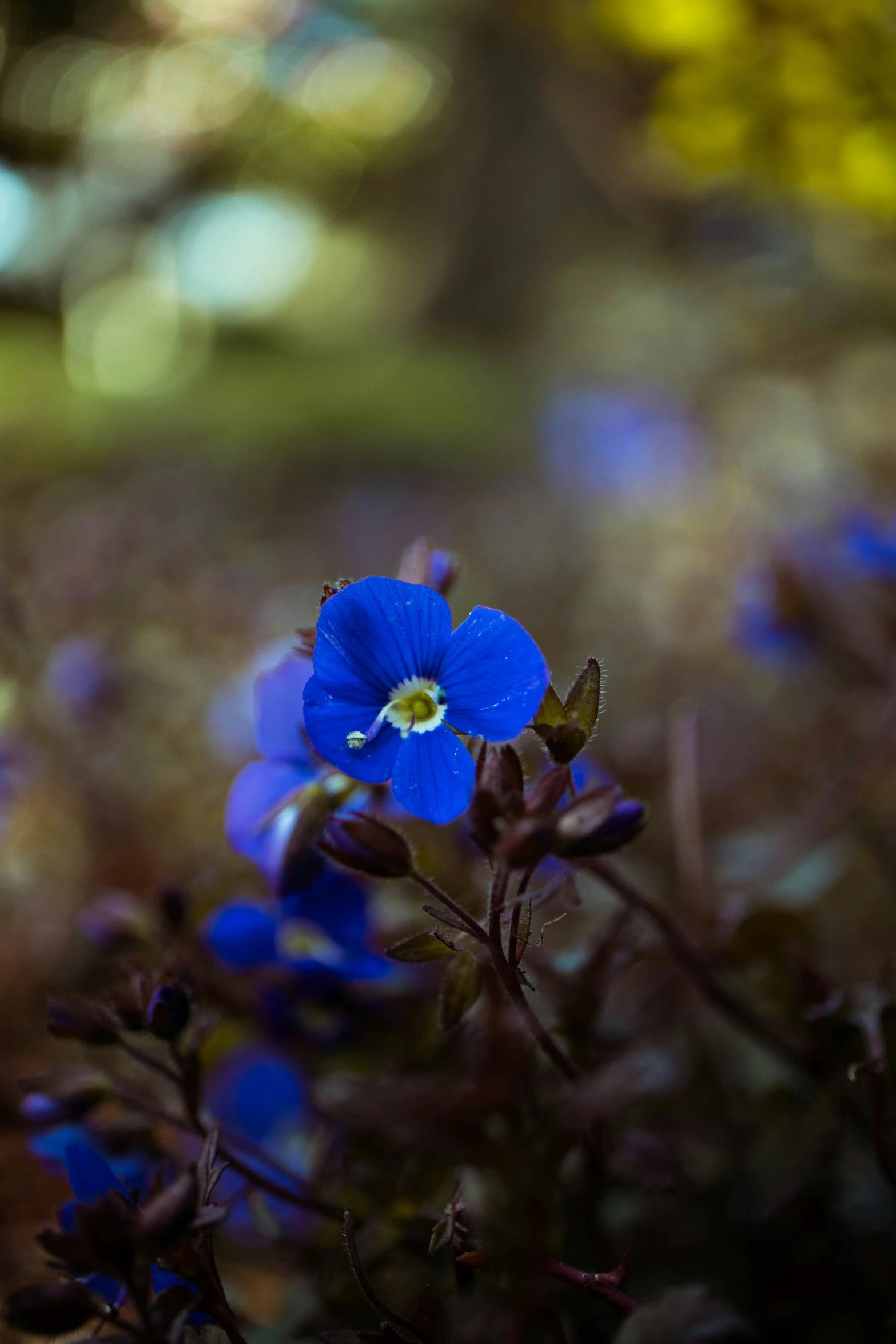 a blue flower that is growing near other flowers