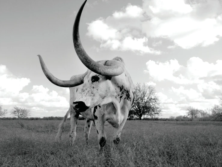 a bull with a very long horn standing in a field