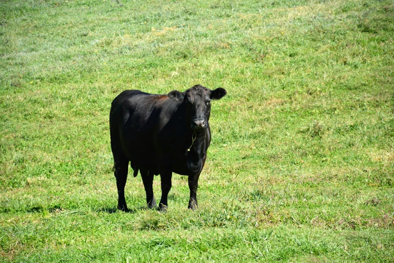 there is a large black cow in the grass